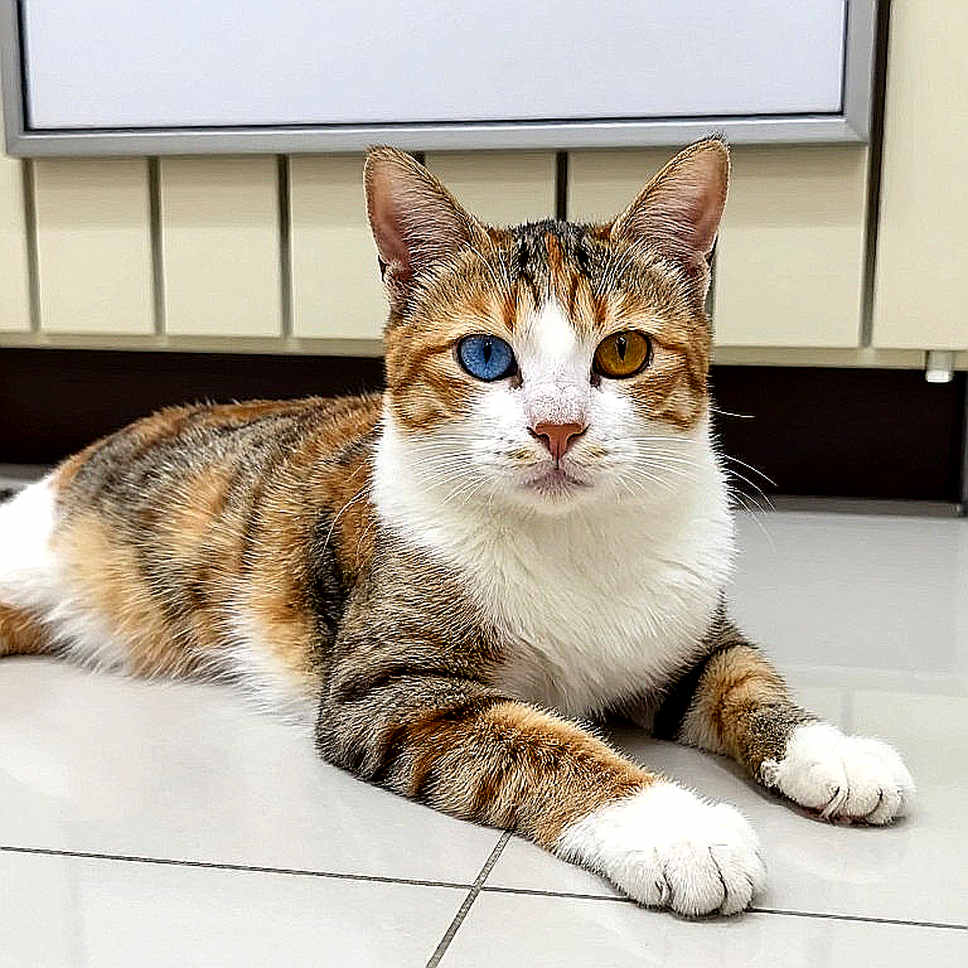 Võ Việt và nghịch lý đa môn: Bản sắc không đến từ một lò duy nhất